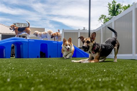 TOP 10 BEST Doggie Day Care in Carmel, IN